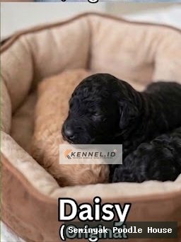Daisy