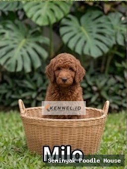 Milo
