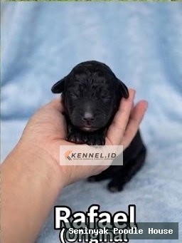 Rafael